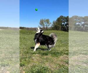 Kino - Male Siberian Husky-Unknown Mix Dog for Adoption - Photo #6