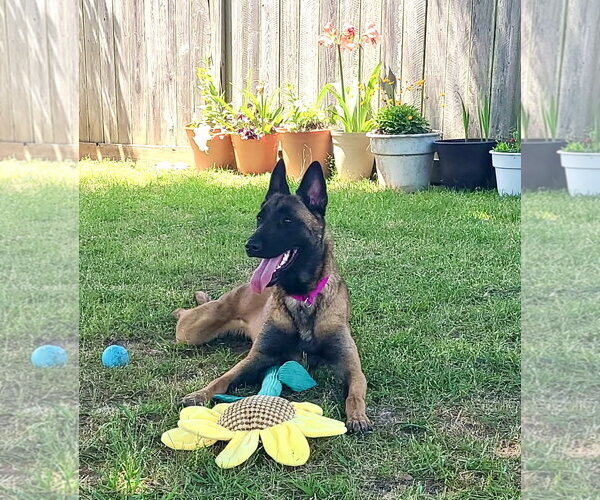 Medium Photo #2 Mutt Puppy For Sale in Stevens Point, WI, USA