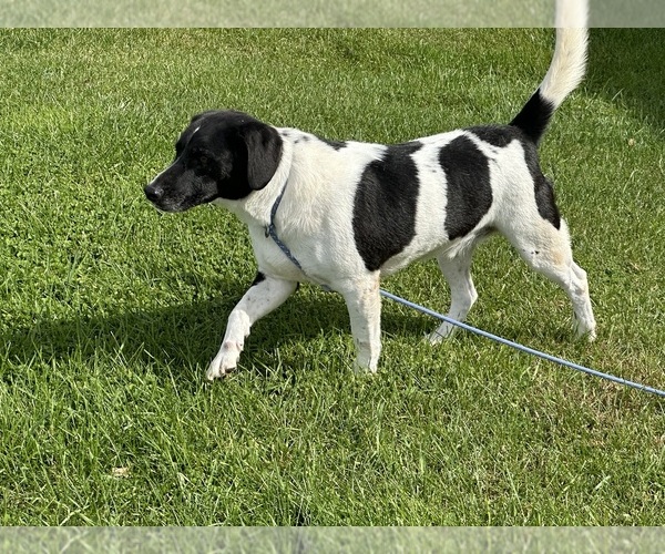 Medium Photo #1 Beagle-German Shepherd Dog Mix Puppy For Sale in ELLENVILLE, NY, USA
