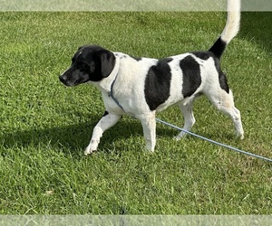 Beagle-German Shepherd Dog Mix Dog for Adoption in ELLENVILLE, New York USA