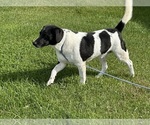 Morgan the cow - Male Beagle-German Shepherd Dog Mix Dog for Adoption - Small photo