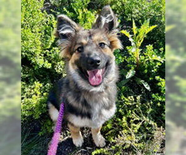 Medium Photo #1 German Shepherd Dog Puppy For Sale in Salinas, CA, USA