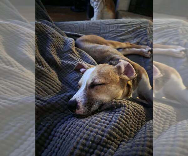 Medium Photo #2 Labrador Retriever-Unknown Mix Puppy For Sale in Raleigh, NC, USA