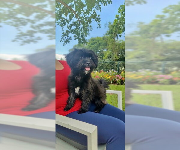 Medium Photo #2 Shih Tzu Puppy For Sale in Weston, FL, USA