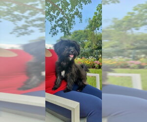 Roselle - Female Shih Tzu Dog for Adoption - Photo #2