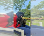 Small Photo #2 Shih Tzu Puppy For Sale in Weston, FL, USA