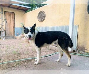 Border Collie-Unknown Mix Dogs for adoption in Pena Blanca, NM, USA
