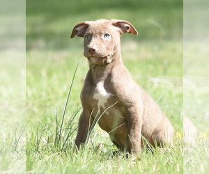 Mutt Dogs for adoption in Mechanicsburg, PA, USA