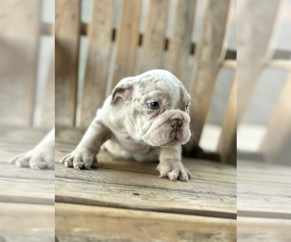 Medium Photo #7 English Bulldog Puppy For Sale in UNIVERSAL CITY, CA, USA