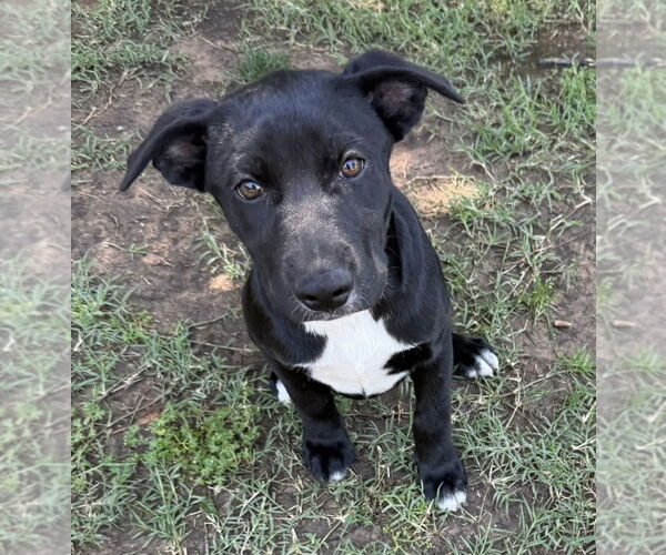 Medium Photo #27 Labrador Retriever-Unknown Mix Puppy For Sale in OKLAHOMA CITY, OK, USA