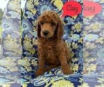 Small Photo #1 Poodle (Standard) Puppy For Sale in GARY, TX, USA