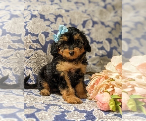 Medium Photo #1 Aussiedoodle Miniature  Puppy For Sale in NOTTINGHAM, PA, USA