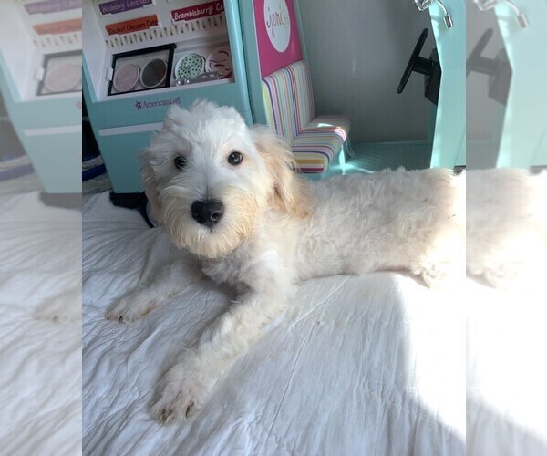 Medium Photo #2 Chonzer Puppy For Sale in MORENO VALLEY, CA, USA