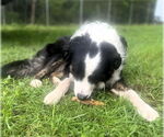 Small #9 Border Collie Mix