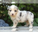 Small #1 Australian Shepherd