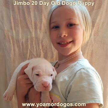 Medium Photo #72 Dogo Argentino Puppy For Sale in JANE, MO, USA