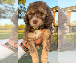 Aussiedoodle Miniature Puppy for sale in ROCK HILL, SC, USA