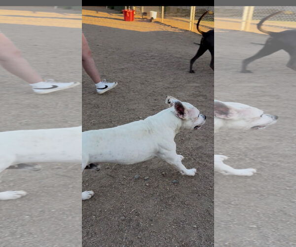 Medium Photo #3 Argentinian Mastiff-Unknown Mix Puppy For Sale in Goodyear, AZ, USA