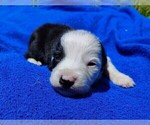 Small Photo #26 Border Collie Puppy For Sale in NORBORNE, MO, USA