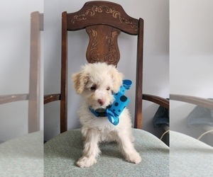 Schnoodle (Miniature) Puppy for sale in CASSVILLE, MO, USA