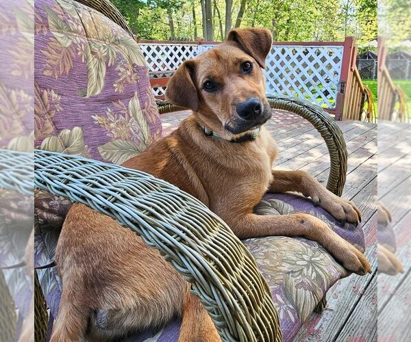 Medium Photo #19 Mutt Puppy For Sale in Boston, MA, USA