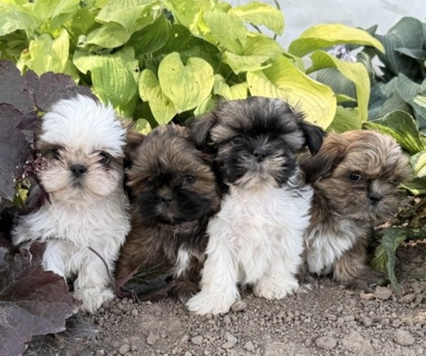 Medium Photo #6 Shih Tzu Puppy For Sale in THORP, WI, USA
