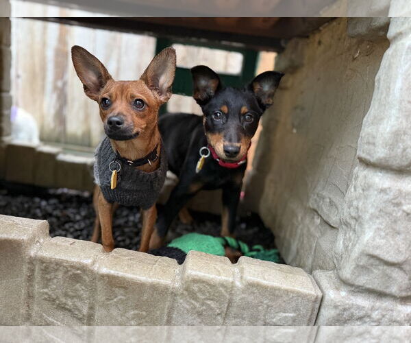 Medium Photo #4 Chihuahua Puppy For Sale in Junction Cityu, OR, USA