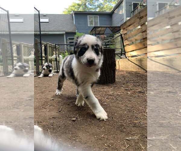 Medium Photo #7 Border-Aussie Puppy For Sale in MIDDLEBORO, MA, USA