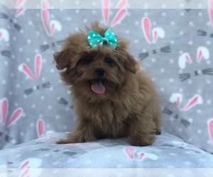 Cavalier King Charles Spaniel-Poodle (Toy) Mix Puppy for sale in LAKELAND, FL, USA
