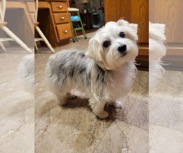 Medium Photo #1 Maltese-Unknown Mix Puppy For Sale in Greensboro, NC, USA