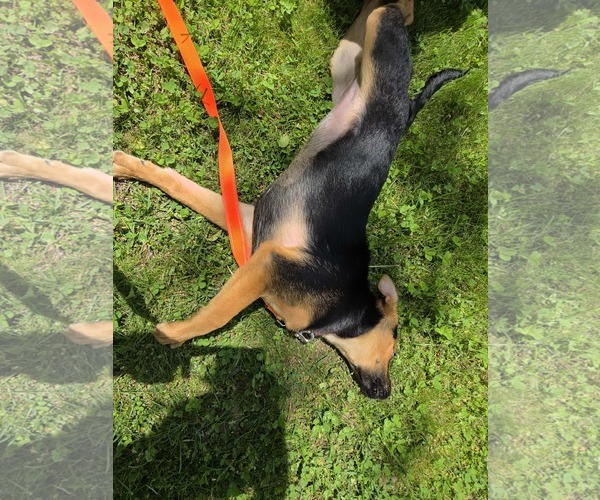 Medium Photo #4 Mutt Puppy For Sale in Woodbury, NY, USA