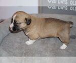 Small Photo #15 Welsh Cardigan Corgi Puppy For Sale in SUN PRAIRIE, WI, USA