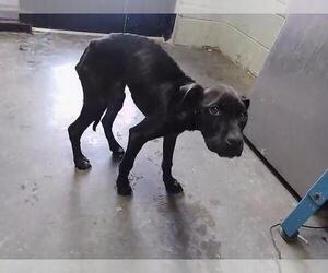 Labrador Retriever Dogs for adoption in Tulsa, OK, USA