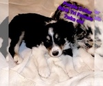 Small Photo #2 Border Collie Puppy For Sale in ELMENDORF, TX, USA