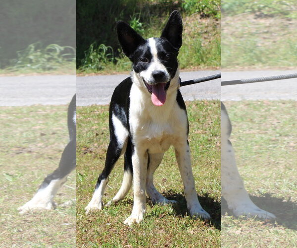 Medium Photo #2 Border Collie-English Shepherd Mix Puppy For Sale in Prattville, AL, USA