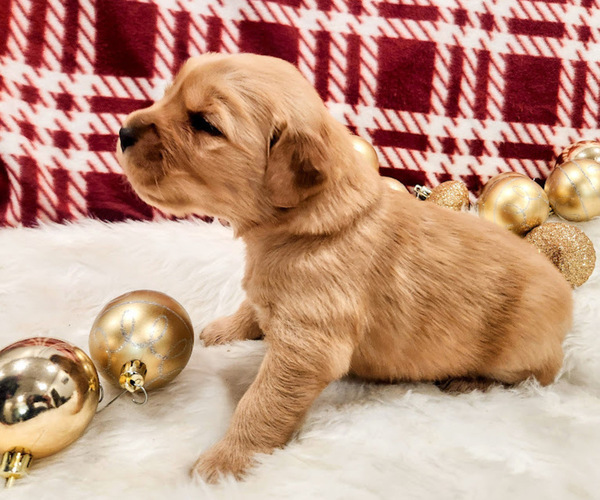 Medium Photo #2 Golden Retriever Puppy For Sale in ELMER, NJ, USA