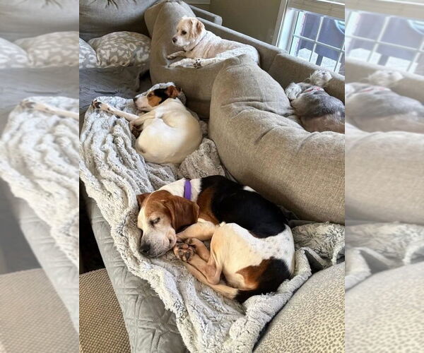 Medium Photo #5 Beagle Puppy For Sale in Evansville, IN, USA