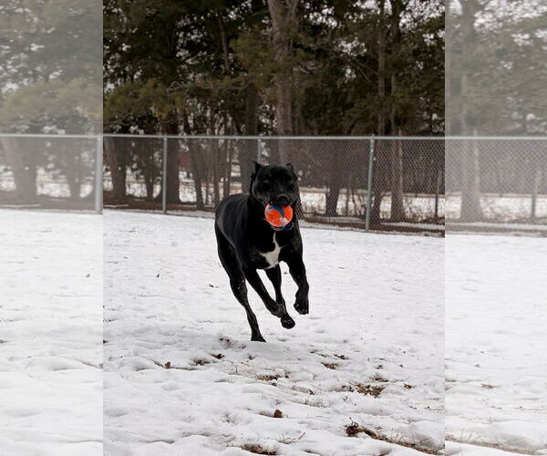 Medium Photo #4 Labrador Retriever-Unknown Mix Puppy For Sale in Jefferson, WI, USA