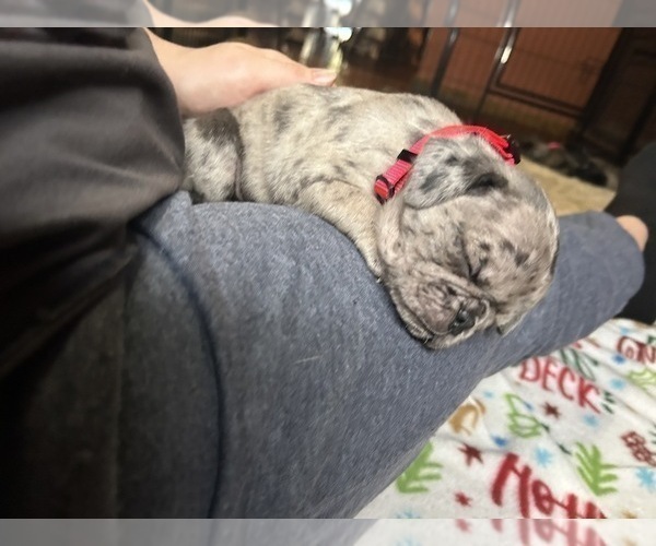 Medium Photo #12 Pug Puppy For Sale in BLOOMINGTON, IL, USA