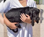 Small #1 Irish Wolfhound Mix