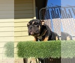 Small #10 English Bulldog