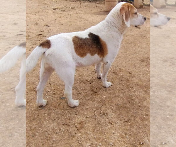 Medium Photo #3 Beagle Puppy For Sale in Apple Valley, CA, USA
