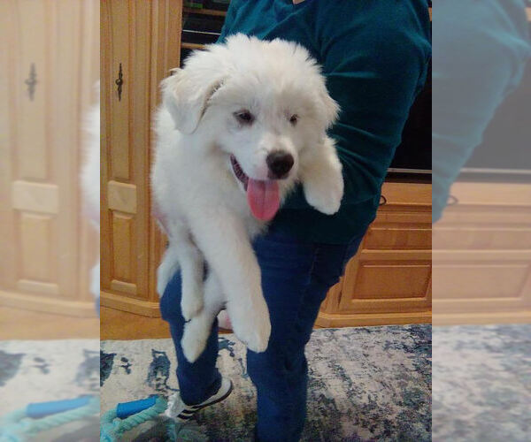 Medium Photo #2 Great Pyrenees Puppy For Sale in Spring, TX, USA