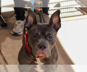 ETTA - Female Mutt Dog for Adoption - Photo #2