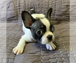 Small Photo #6 French Bulldog Puppy For Sale in MBORO, TN, USA