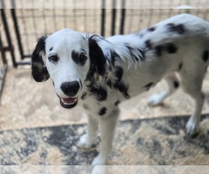 Dalmatian Puppy for sale in DUVALL, WA, USA