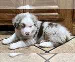 Small Photo #6 Miniature Australian Shepherd Puppy For Sale in WOOSTER, OH, USA