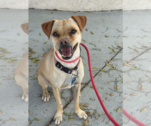 Medium Photo #12 Chihuahua-Unknown Mix Puppy For Sale in Newport Beach, CA, USA