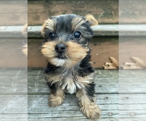 Yorkshire Terrier Puppy for sale in INDIANAPOLIS, IN, USA