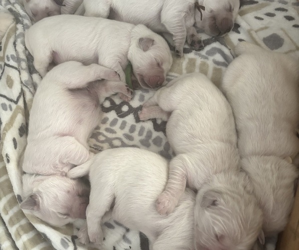 Medium Photo #1 English Cream Golden Retriever Puppy For Sale in SPOTSYLVANIA, VA, USA